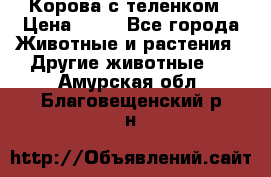 Корова с теленком › Цена ­ 69 - Все города Животные и растения » Другие животные   . Амурская обл.,Благовещенский р-н